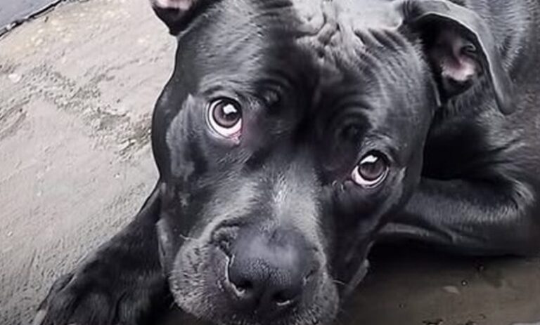 Porzucony pitbul prawie stracił wiarę w ludzkość  aż do czasu, gdy współczujący pacjent chory na raka na nowo rozbudził w nim wiarę w prawdziwą miłość